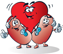 връзката между бъбреци и сърце