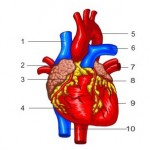 heart-funtion, функция на сърцето