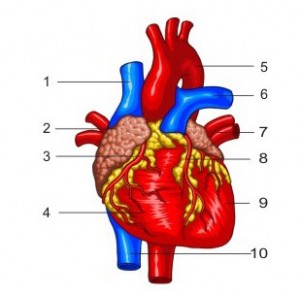 heart-funtion, функция на сърцето