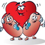 връзката между бъбреци и сърце