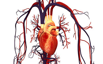 humanbody